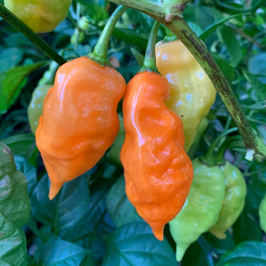 Habanada - Seeds - The Pepper Pantry (Formerly Marie Sharp's)
